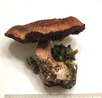 Image of Cortinarius pseudorubricosus