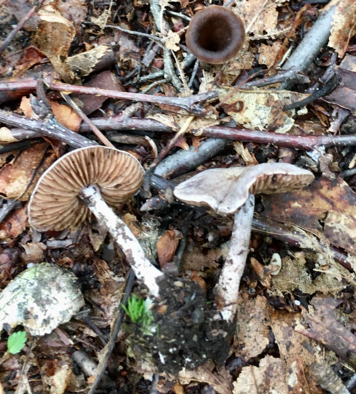 Cortinarius perviolaceus image