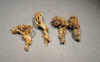 Ramaria daucipes image