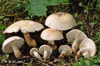 Leucopaxillus laterarius image