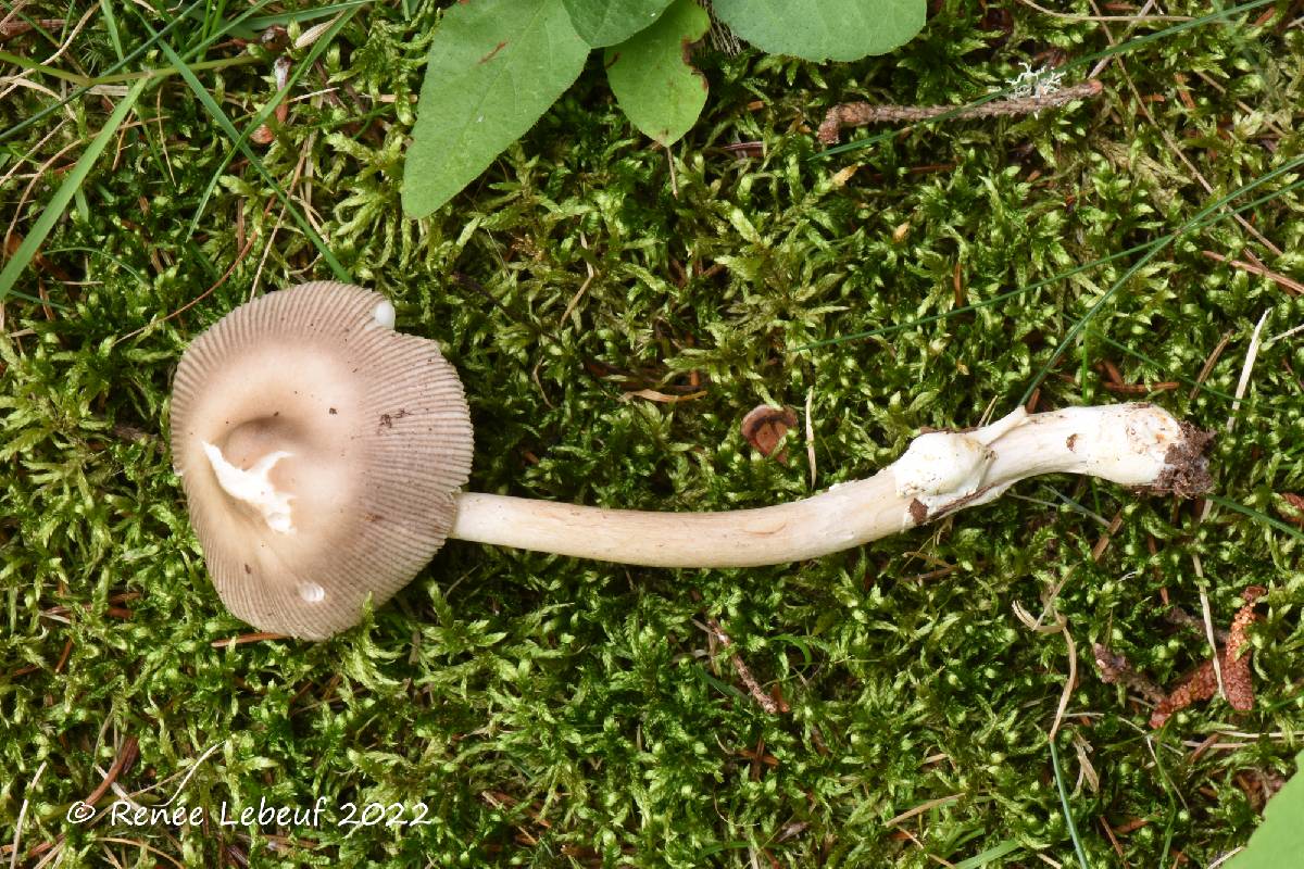 Amanita coryli image