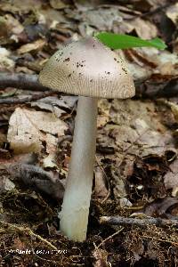 Image of Amanita magna