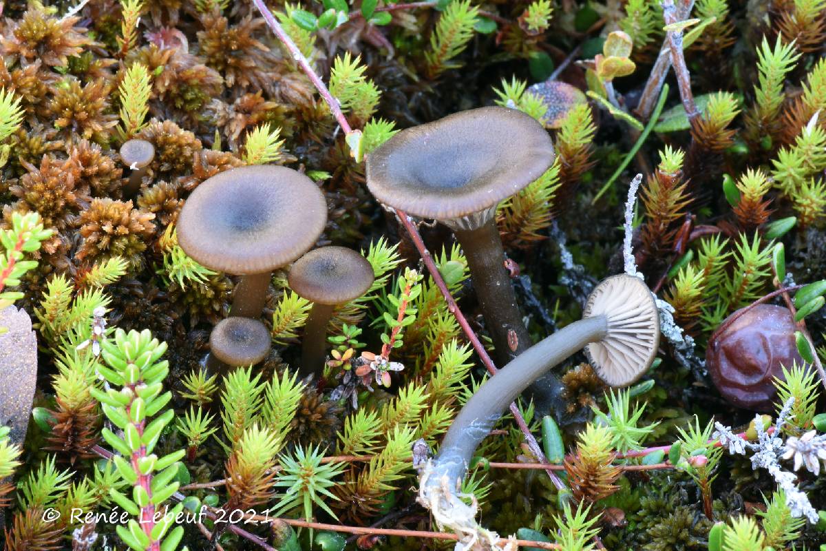 Arrhenia telmatiaea image