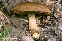 Boletus huronensis image