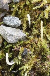 Clavaria krieglsteineri image