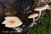 Clitocybe americana image