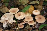 Clitocybe regularis image