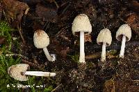 Coprinellus domesticus image