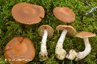 Cortinarius armeniacus image