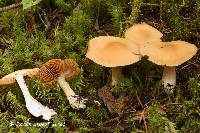 Cortinarius armeniacus image