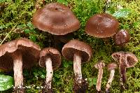 Cortinarius boreasensis image