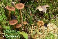 Cortinarius chrysolitus image