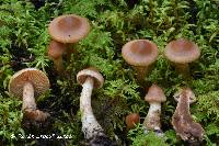 Cortinarius clarobrunneus image