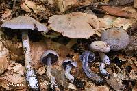 Cortinarius deceptivus image