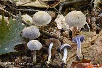 Cortinarius deceptivus image