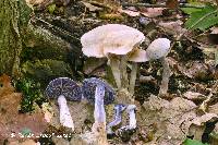 Cortinarius deceptivus image