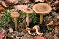 Cortinarius fennoscandicus image