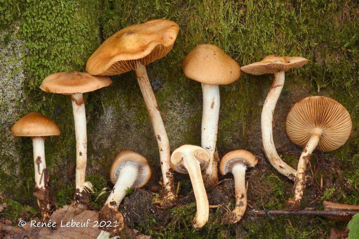 Cortinarius fennoscandicus image