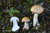 Cortinarius fulvo-ochrascens image