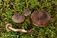 Cortinarius fuscodiscus image