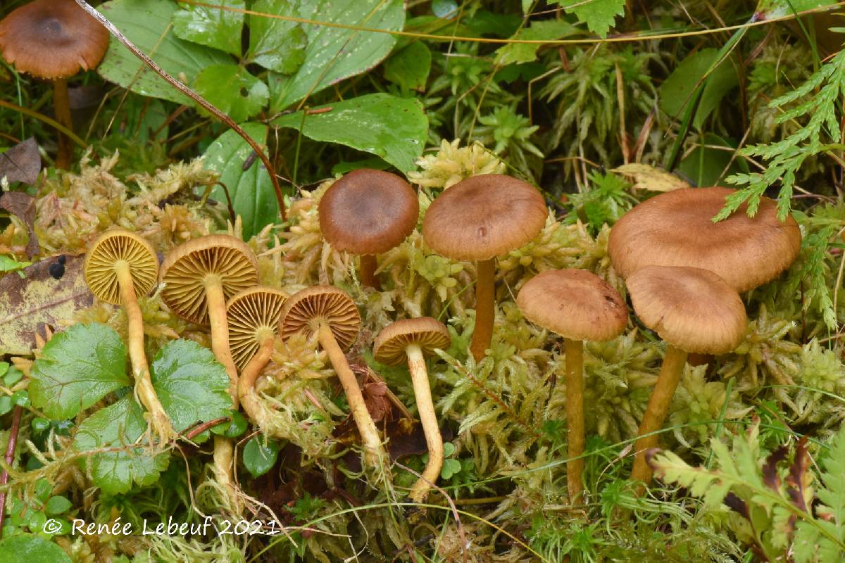 Cortinarius holoxanthus image