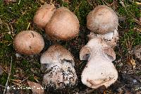 Cortinarius malachius image