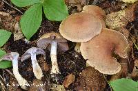 Cortinarius modestus image