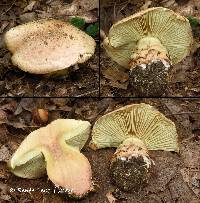 Cortinarius nanceiensis image