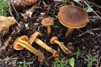 Cortinarius pellstonianus image