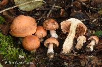 Cortinarius phaeochrous image