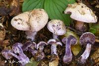 Cortinarius porphyropus image