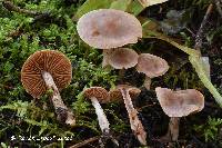 Cortinarius privignipallens image