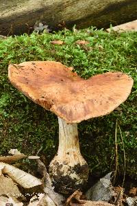 Cortinarius quercophilus image