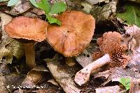 Cortinarius quercophilus image