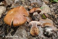 Cortinarius quercophilus image