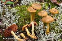 Cortinarius tinctorum image