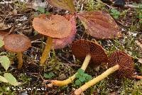 Cortinarius tinctorum image