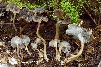 Craterellus carolinensis image