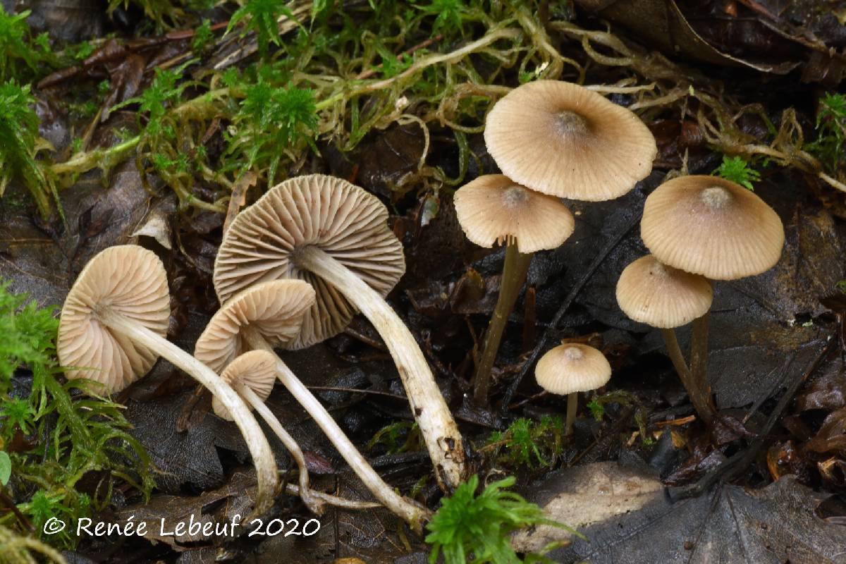 Entoloma celatum image