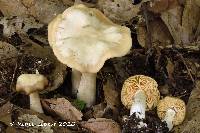 Entoloma luridum image