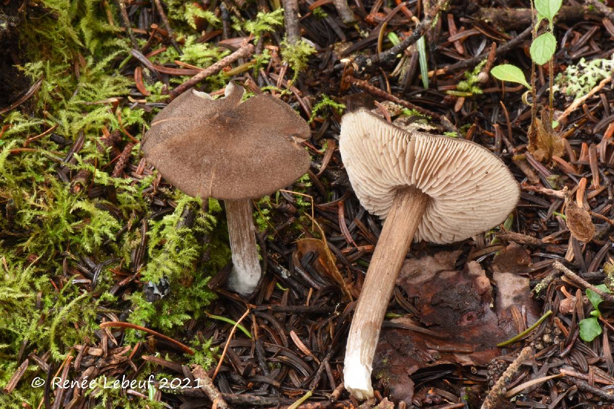 Entoloma fuscotomentosum image