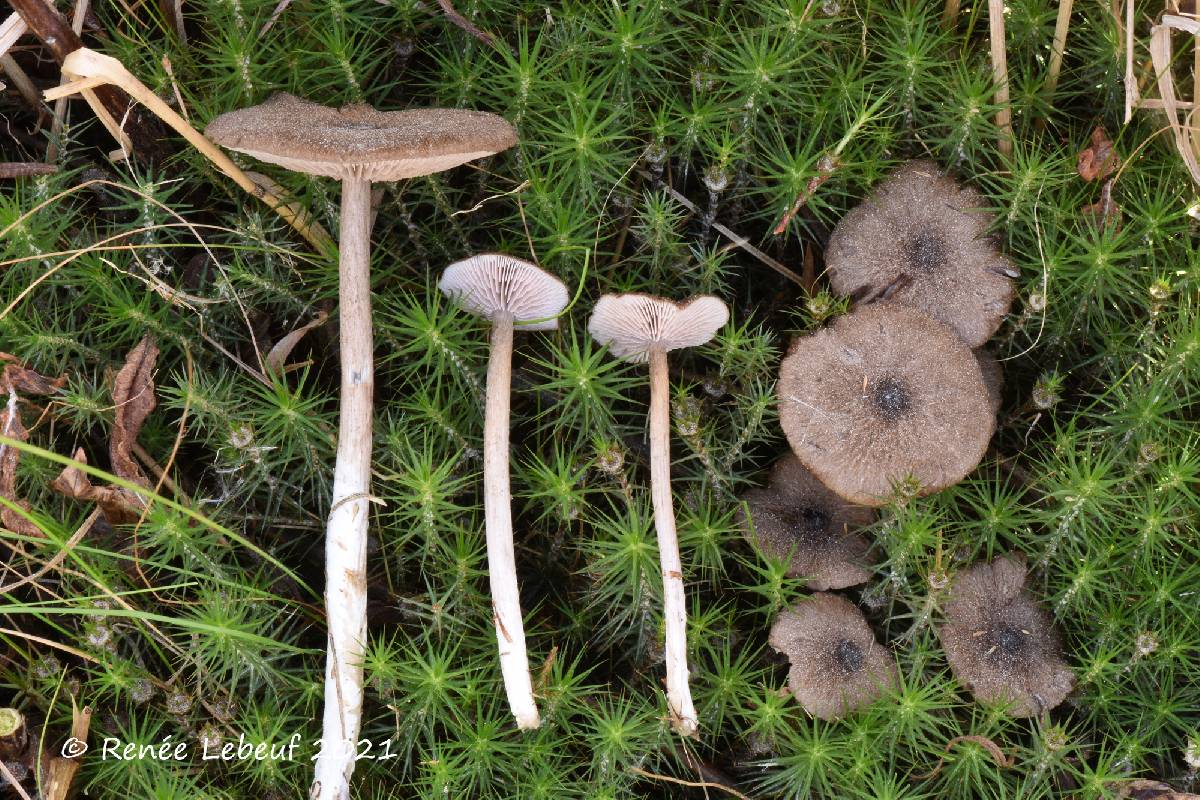 Entoloma fuscotomentosum image