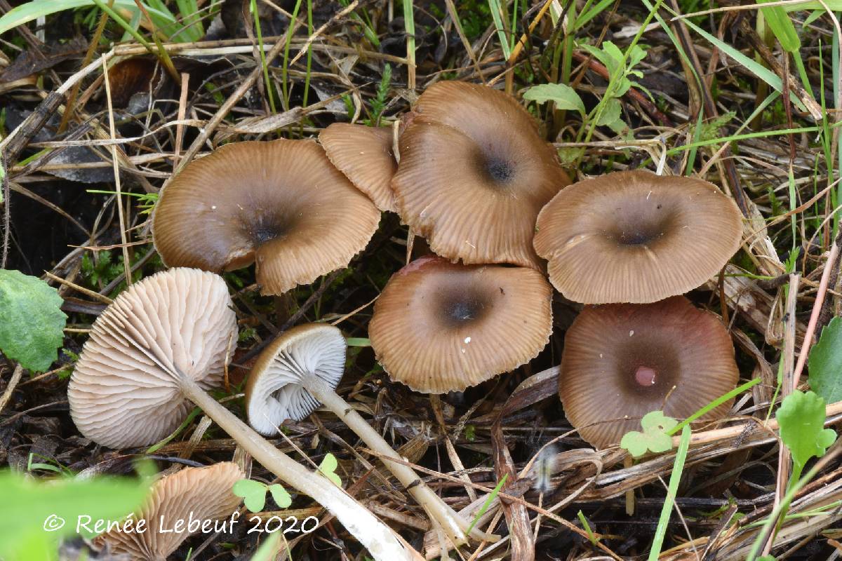 Entoloma nausiosme image