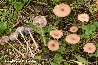 Entoloma subserrulatum image