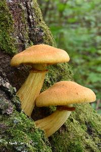 Gymnopilus voitkii image