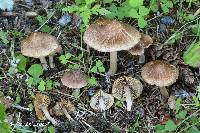 Inocybe plurabellae image