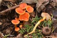 Hygrocybe reidii image