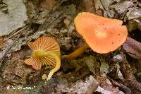 Hygrocybe reidii image