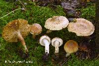 Inocybe melanopus image