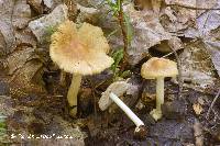 Inocybe occulta image